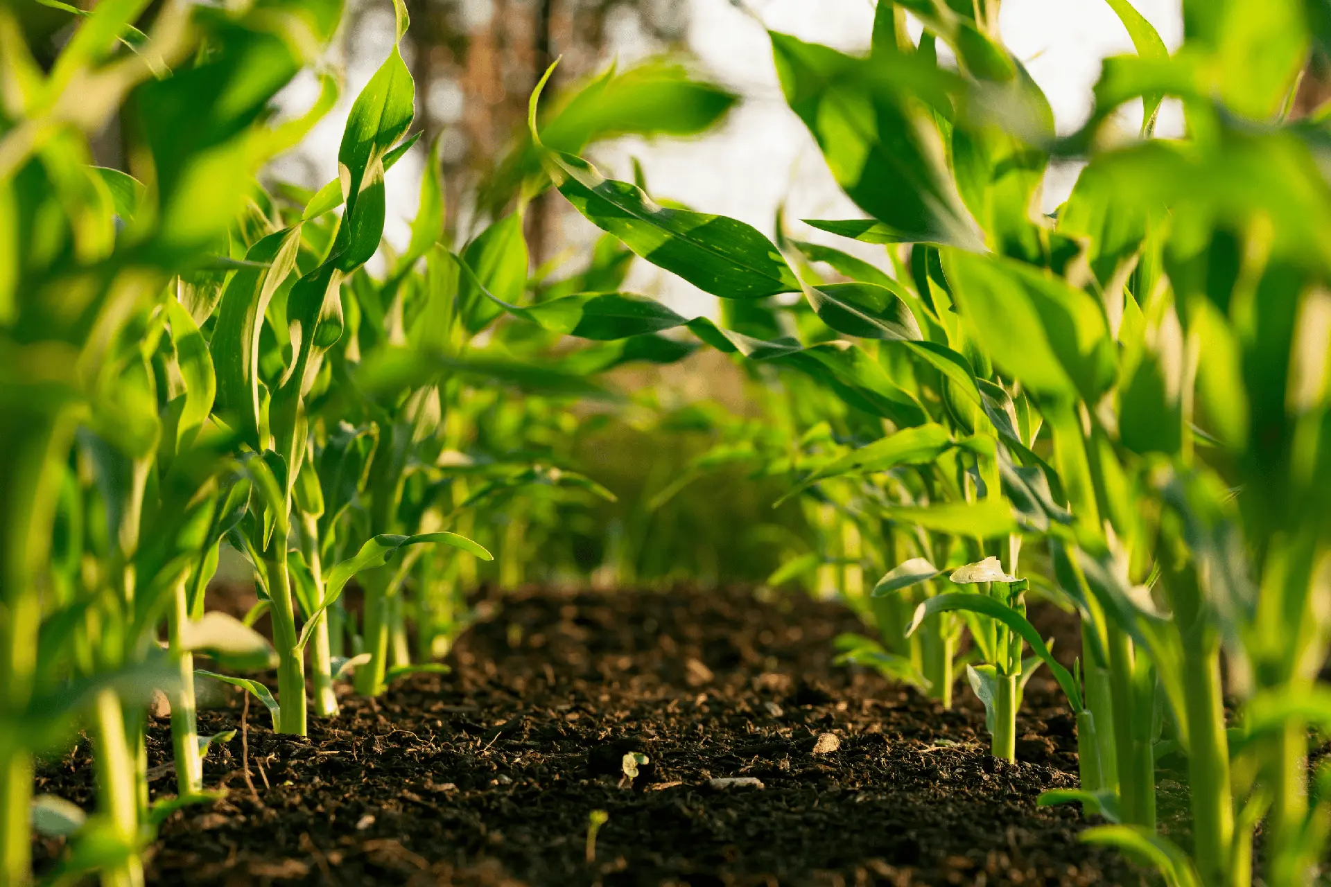 Mastering Fumigation Best Practices for Pest-Free Agricultural Storage and Transportation