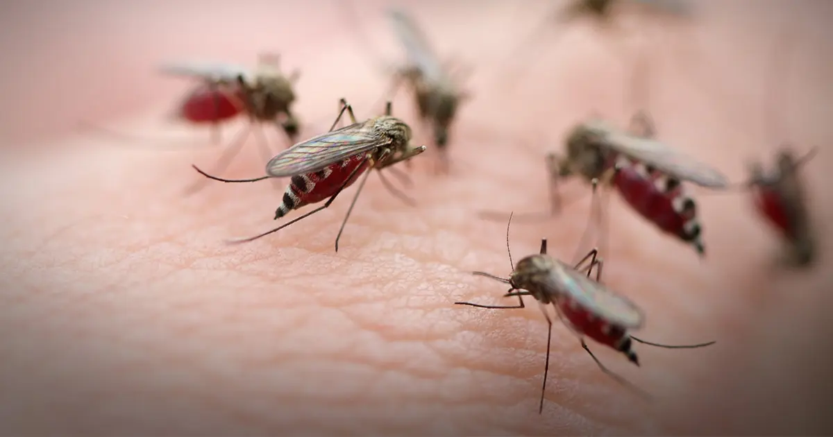 Battling Mosquitoes? Explore the Effective Solutions for Vector Control