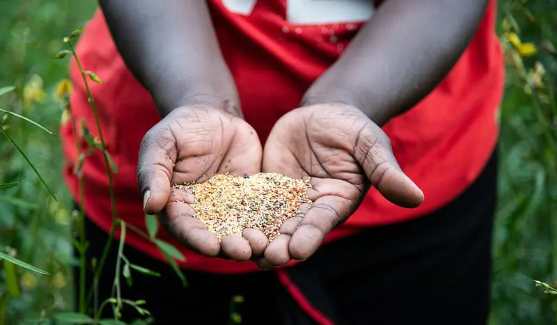 Maximizing Yields: The Benefits of Embracing Improved Seeds in Agriculture