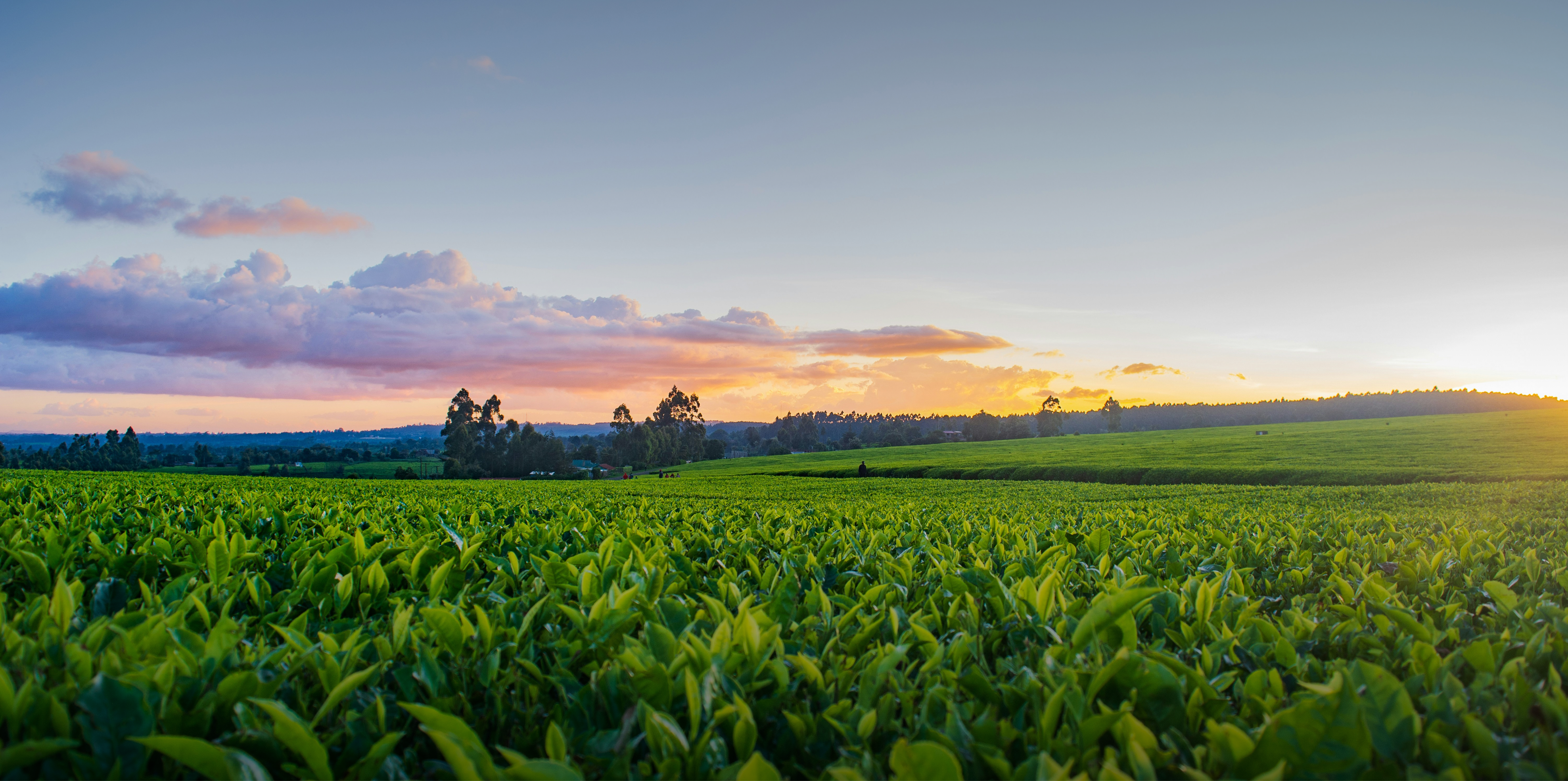 Revolutionizing Agriculture with Smart Solutions