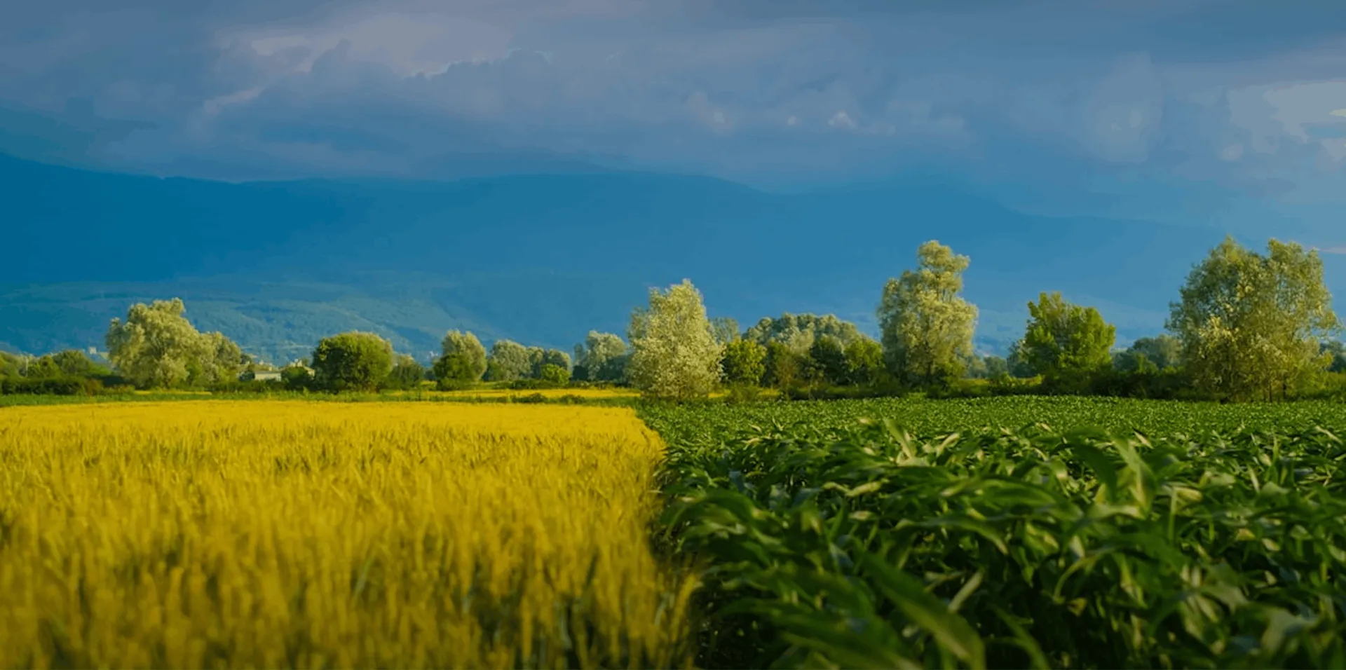 Sustainable Farming Solutions