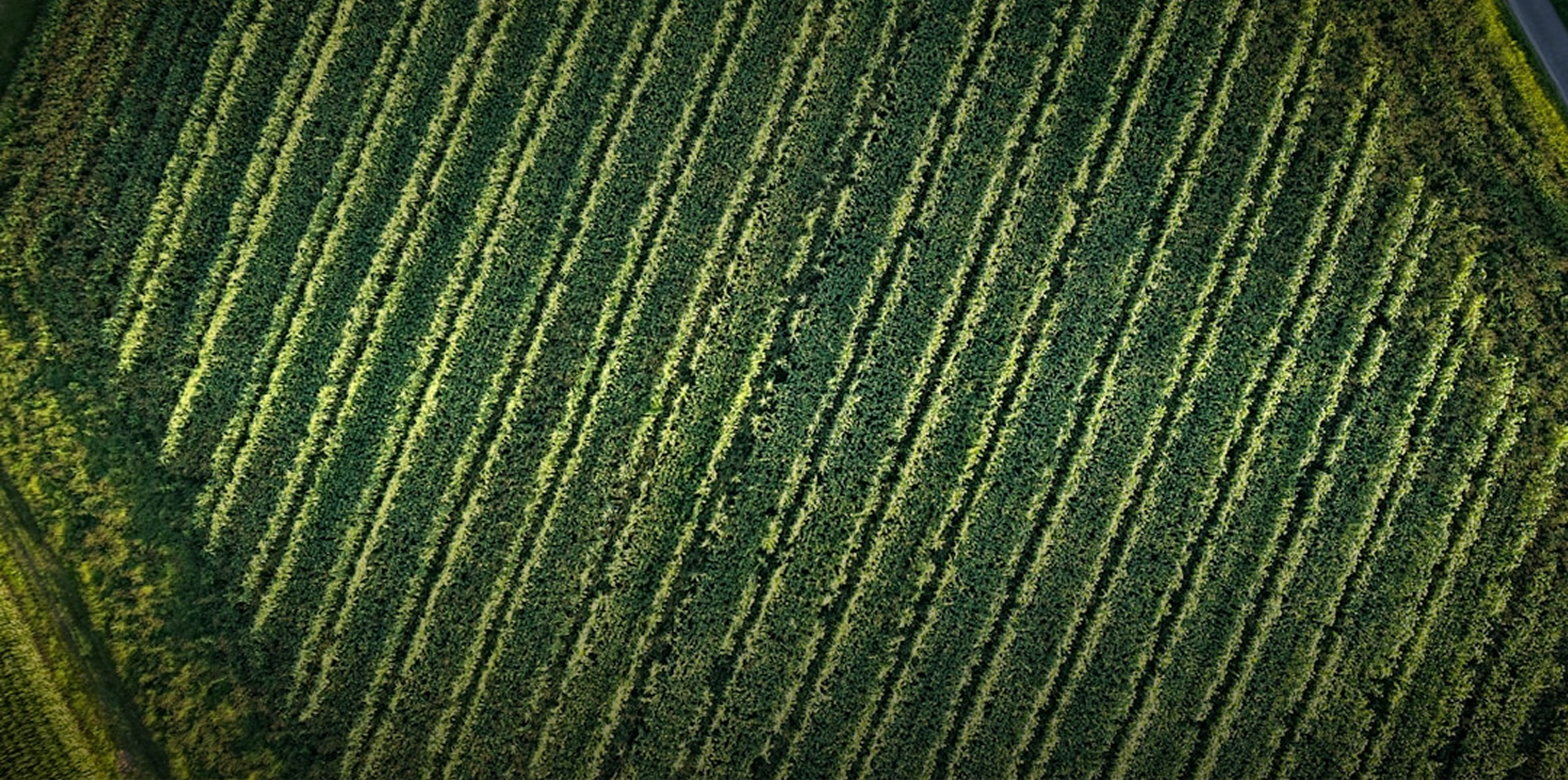 Smart Technology for Better Harvest