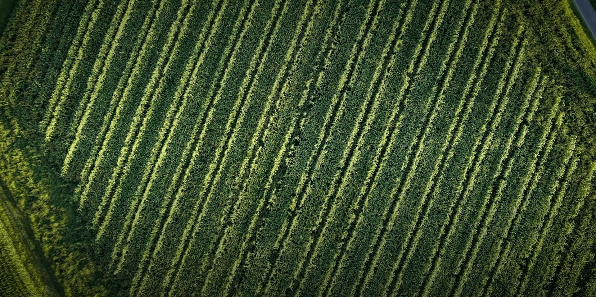 Smart Technology for Better Harvest