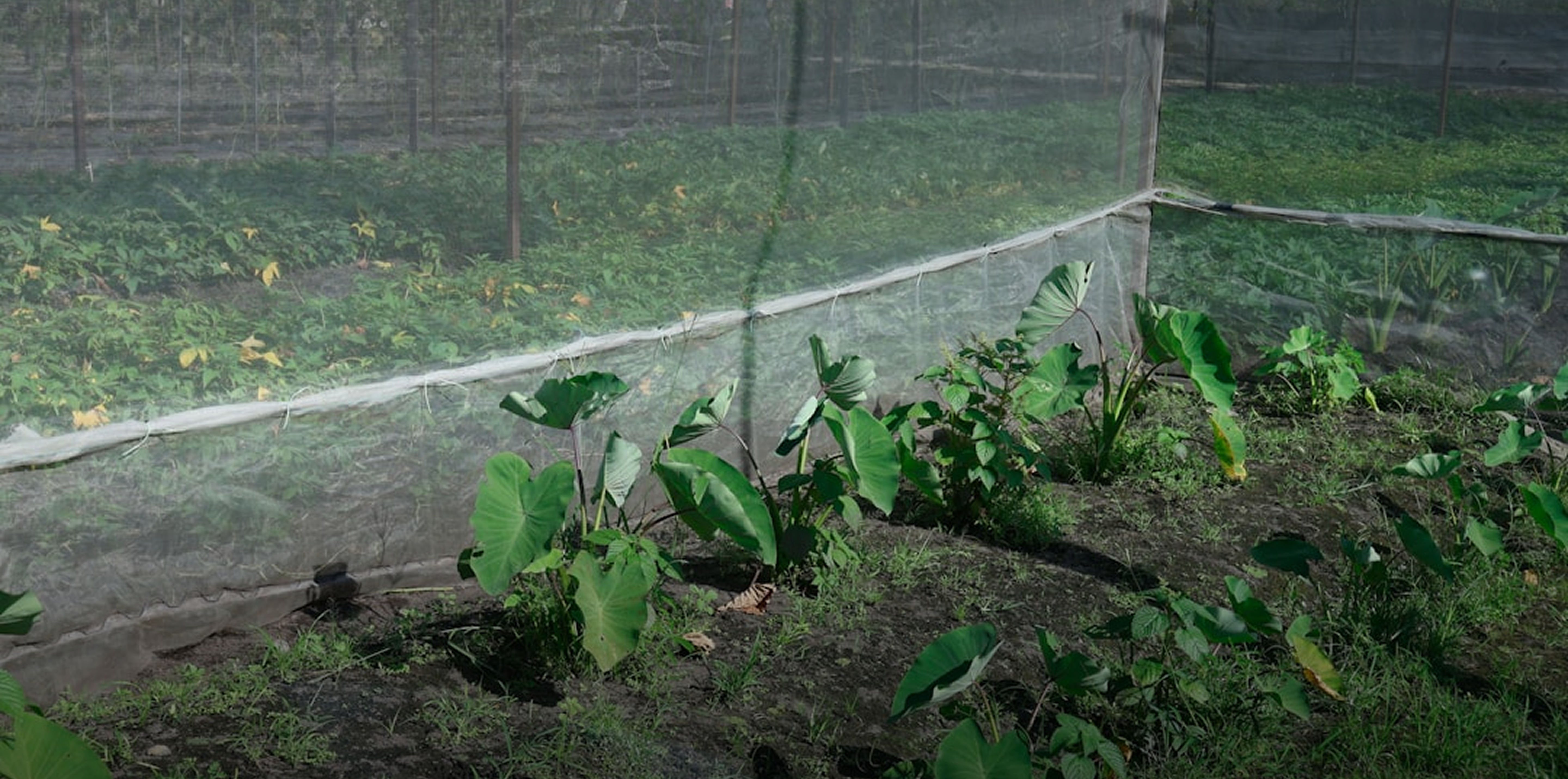 Advanced Pest Control Solutions